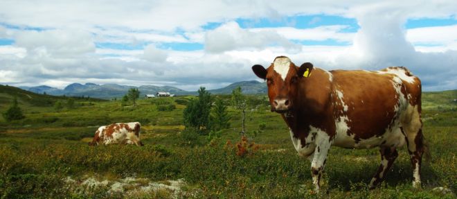 Gravarst&oslash;lane. 